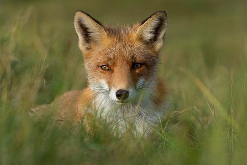 Le renard doux