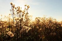 Cultivated plants