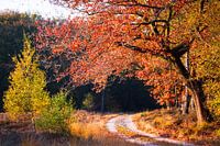 l'automne dans la forêt
