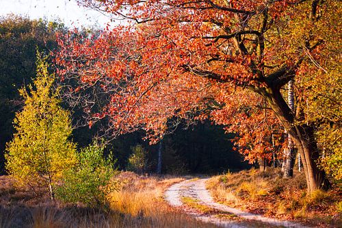 l'automne dans la forêt