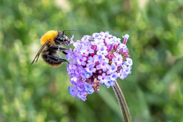 Bumblebee in close-up on the nectar of a Verbena bonariensis flower by Lieven Tomme