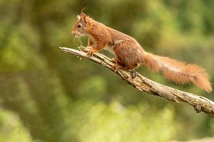 Eichhörnchen, Teufelskerl von Tanja van Beuningen