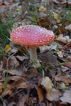 paddenstoel van Jeroen Franssen