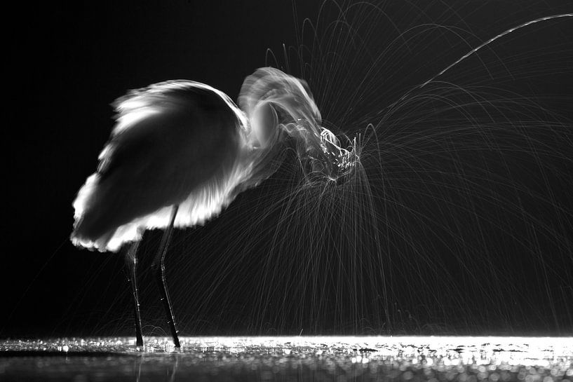 Grote Zilverreiger met vis van AGAMI Photo Agency