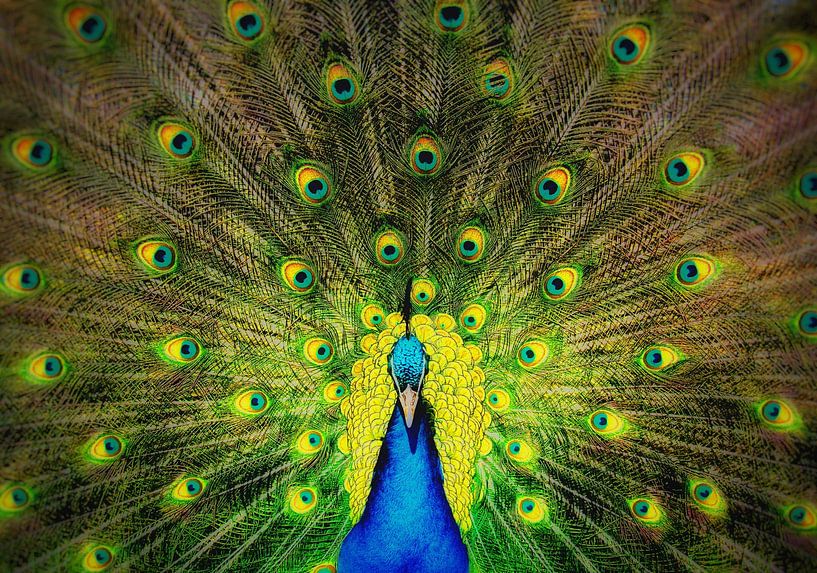 The peacock by Maickel Dedeken