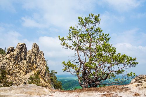 Landschaft mit Bäumen und Felsen im Harz