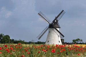Kornblumenfeld mit Windmühle