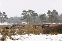 Winterdag in Nederland