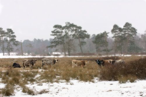 Winterdag in Nederland