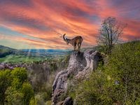 Mountain goat on a rock in the Alps