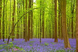 Hallerbos by Sam Mannaerts