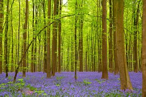 Hallerbos
