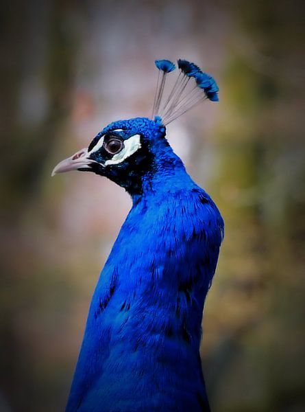 Peacock by Rosa Fotoart