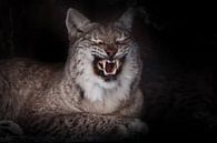 De grijns van een lynxkat in het donker, ontblootte hoektanden op een zwarte achtergrond, maar in we van Michael Semenov thumbnail