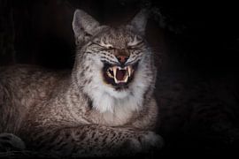 Das Grinsen einer im Dunkeln sitzenden Luchskatze, entblößte Reißzähne auf schwarzem Hintergrund, ab von Michael Semenov