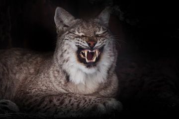 De grijns van een lynxkat in het donker, ontblootte hoektanden op een zwarte achtergrond, maar in we