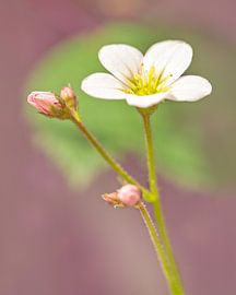 Kleine Blume in Nahaufnahme