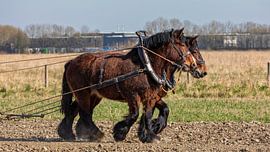 Spring work with draft horses