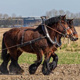Voorjaarswerkzaamheden met trekpaarden van Bram van Broekhoven