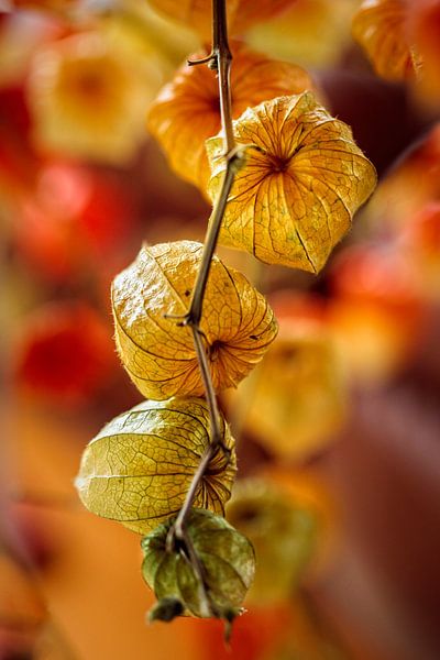 Lantern plant by Rob Boon
