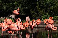 Flamingos
