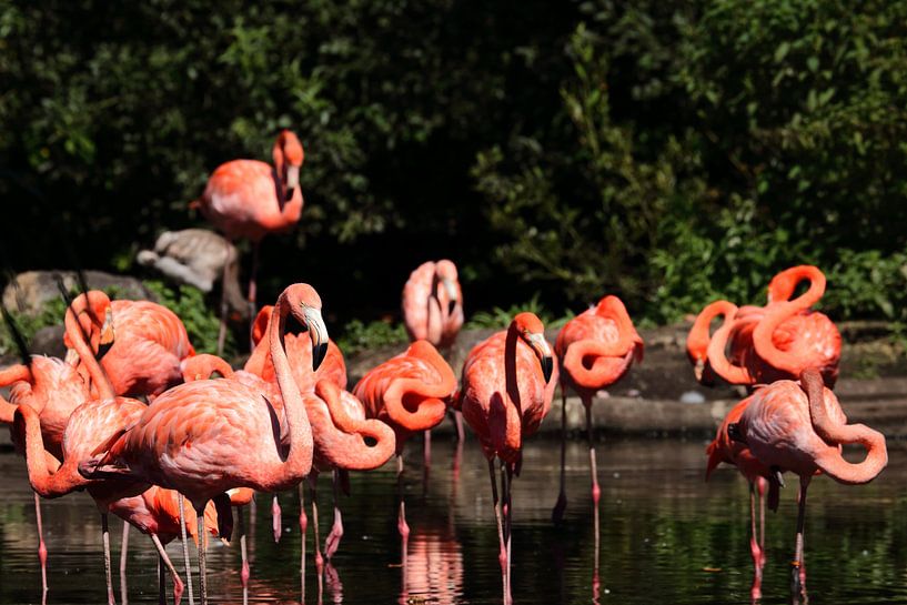 Flamingos von Klaus-Dieter Schulze