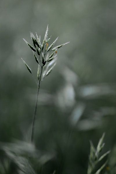 Verstilling Light van Struinkunst