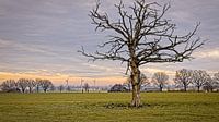 Windmolens bij Bocholtz van Rob Boon thumbnail