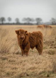 Scottish Highlander Kalb von KB Design & Photography (Karen Brouwer)