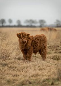 Scottish Highlander Kalb