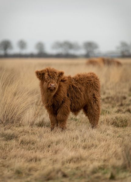 Scottish highlander calf by KB Design & Photography (Karen Brouwer)
