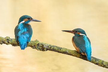 Twee ijsvogels van Elles Rijsdijk