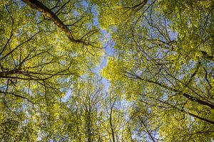 La canopée dans une forêt de hêtres au printemps sur Christian Müringer
