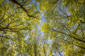 Bladerdak in beukenbos in de lente van Christian Müringer