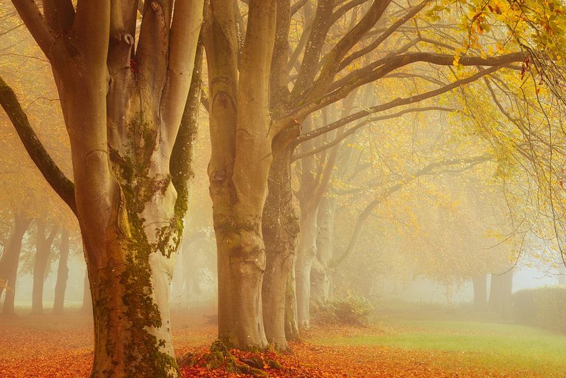 Herbstlandschaft: Baumreihe im Nebel mit warmen Farben von KB Design & Photography (Karen Brouwer)