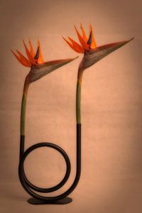 Strelitzia Reginae ofwel Paradijsvogelbloem in cirkel vormige vaas