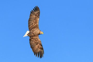 Zeearend vliegend in de lucht