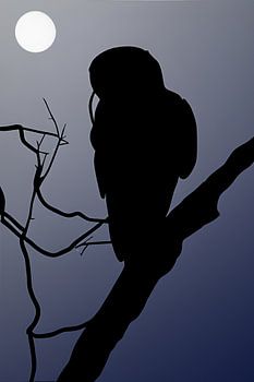 Eule schaut sich um schwarzen Umriss im Mondlicht