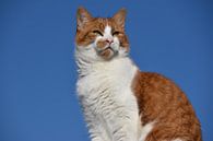 Cat with blue background by Patricia van den Bos thumbnail