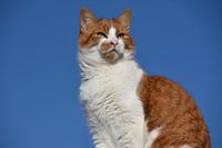 Kat met blauwe achtergrond