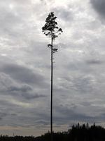 Last Tree Standing