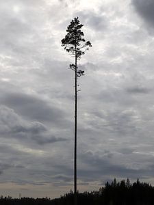 Letzter stehender Baum von Antoon Loomans