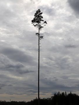 Last Tree Standing van Antoon Loomans