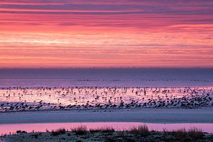 Austernfischer auf dem farbigen Wattenmeer - Natural Ameland
