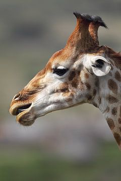 Giraffe (Giraffa camelopardalis) van Dirk Rüter