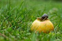Bänderschnecke