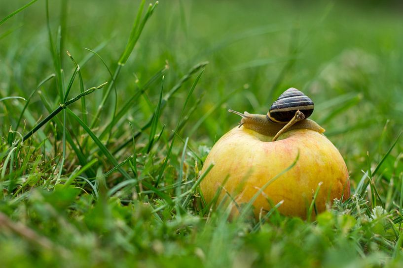Bänderschnecke par Klaus-Dieter Schulze