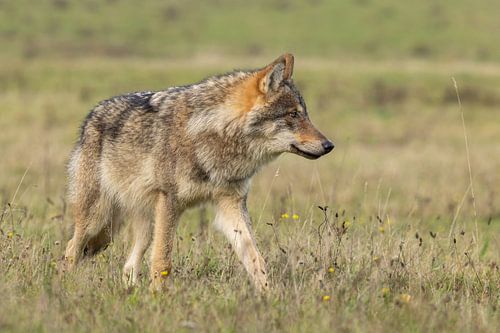 Der Wolf in den Niederlanden von Menno Schaefer
