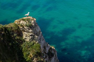 The seagull on the cliff by Nathan Marcusse