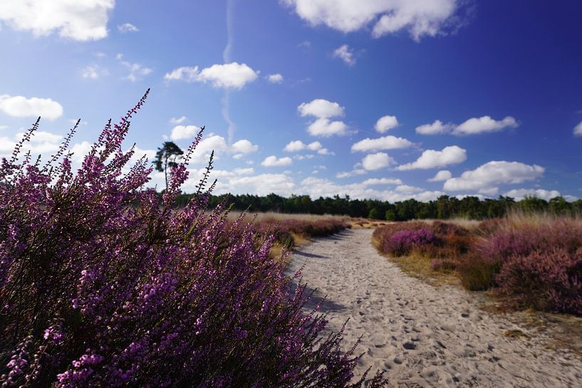 A path in the Loonse and Drunense dunes by WildWonders